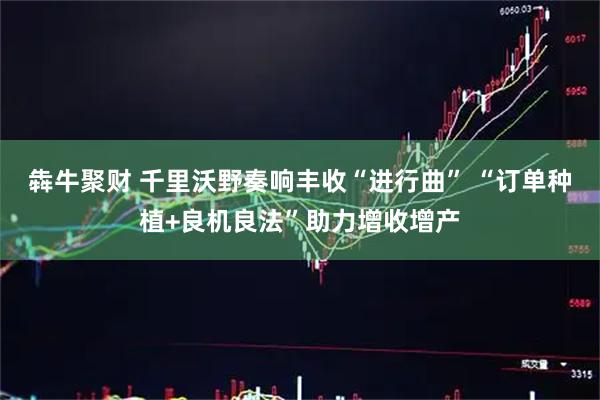犇牛聚财 千里沃野奏响丰收“进行曲” “订单种植+良机良法”助力增收增产